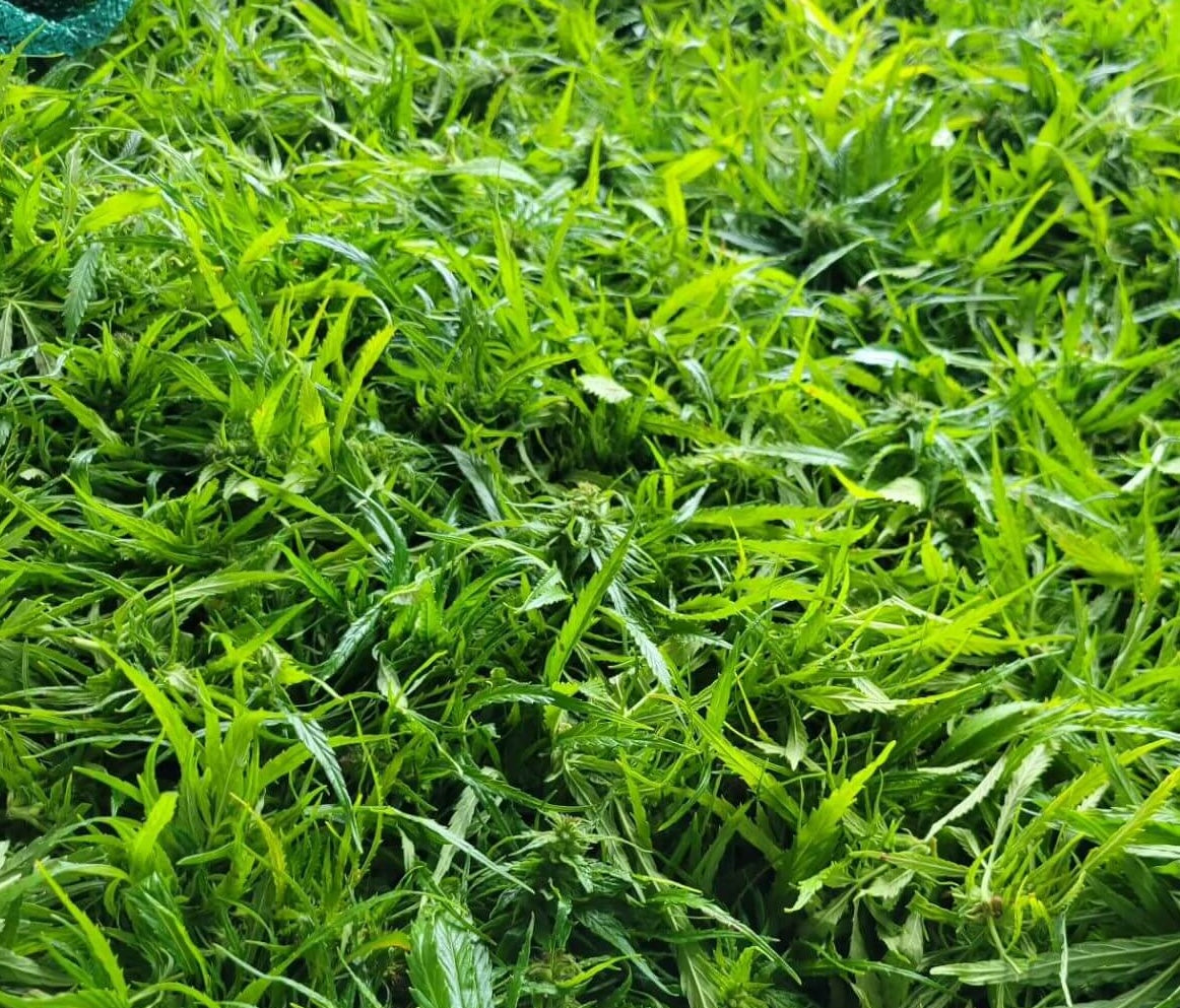 Kanapių žiedų arbata